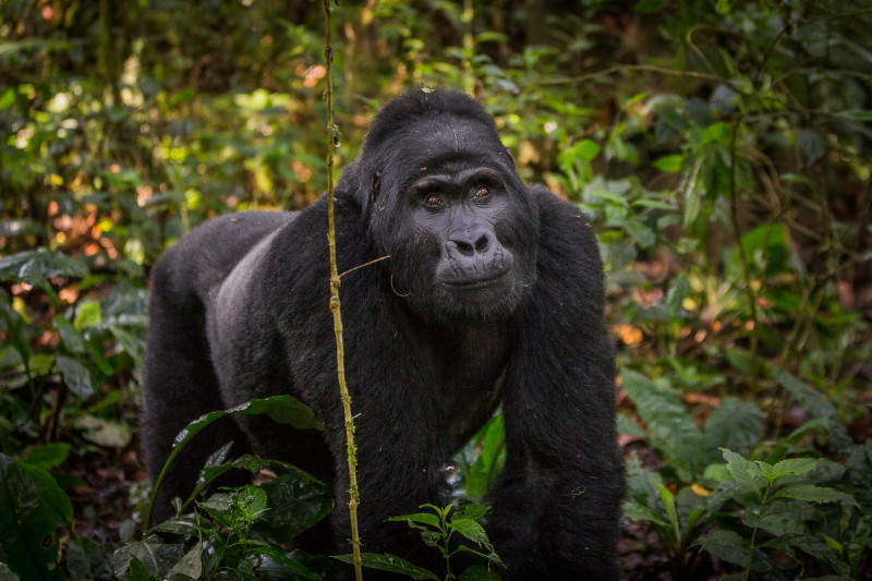 50 Oeganda, Bwindi NP, gorilla.jpg